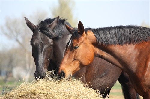 two horses eating