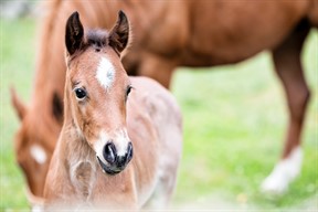foal