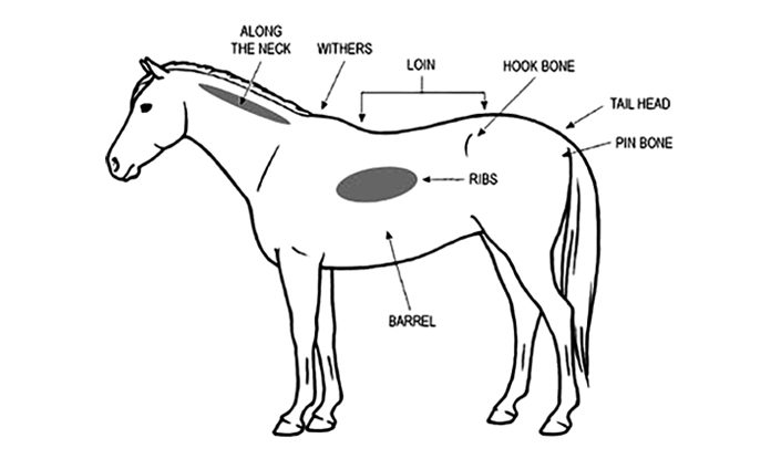 bcs horse