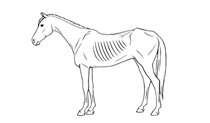 bcs horse 1