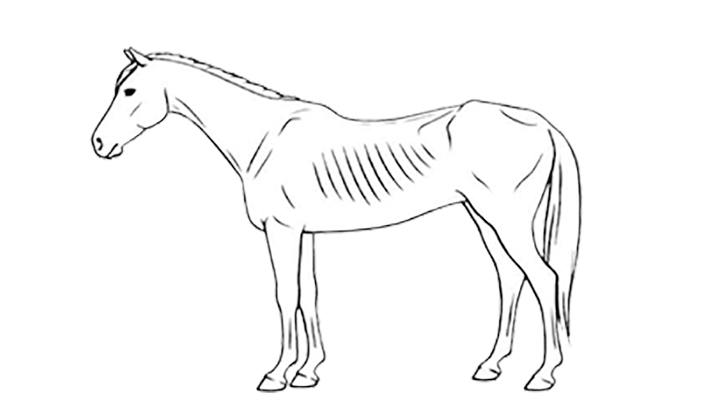 bcs horse 2