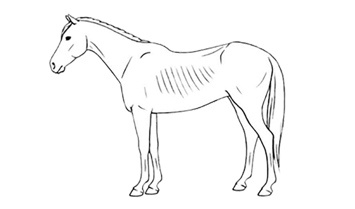 bcs horse 3