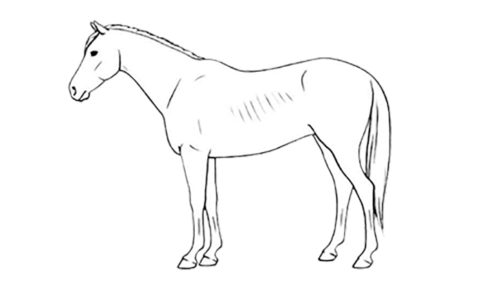 bcs horse 4