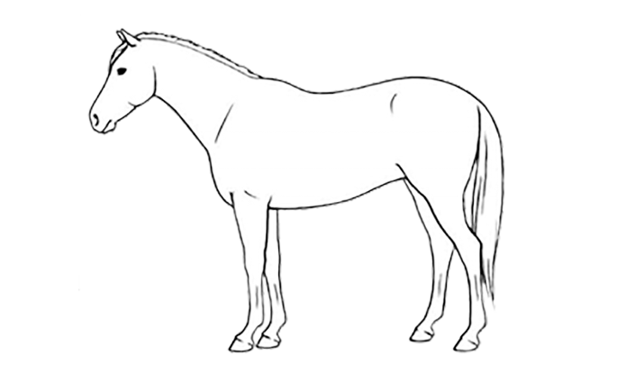bcs horse 5