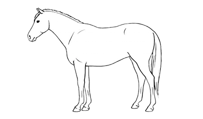 bcs horse 6