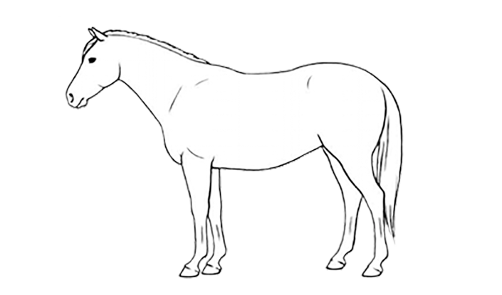 bcs horse 7