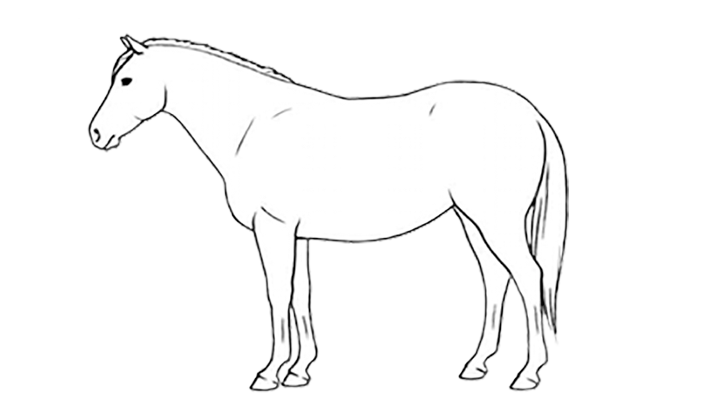 bcs horse 8