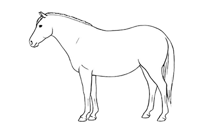 bcs horse 9