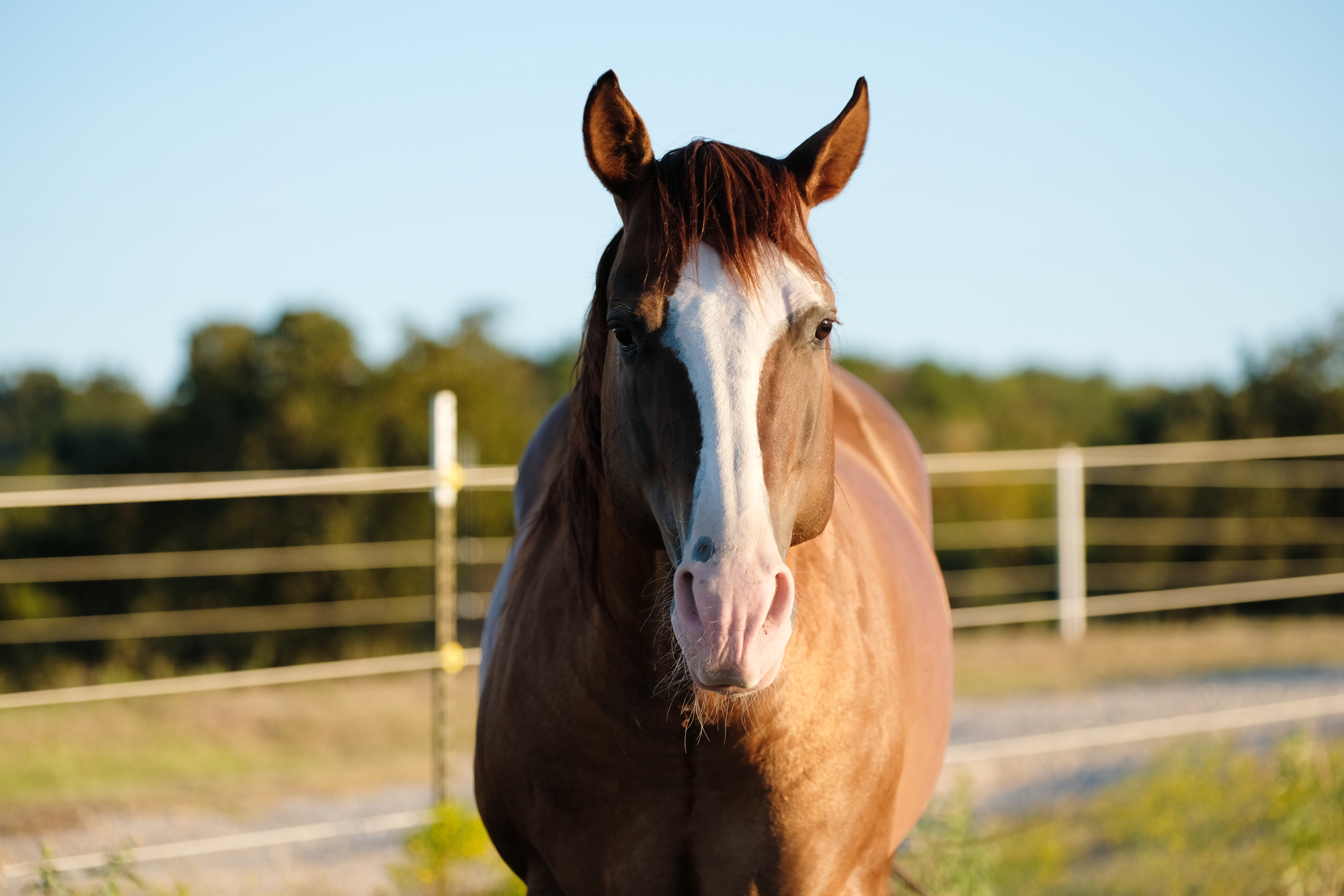 buckeye horse white