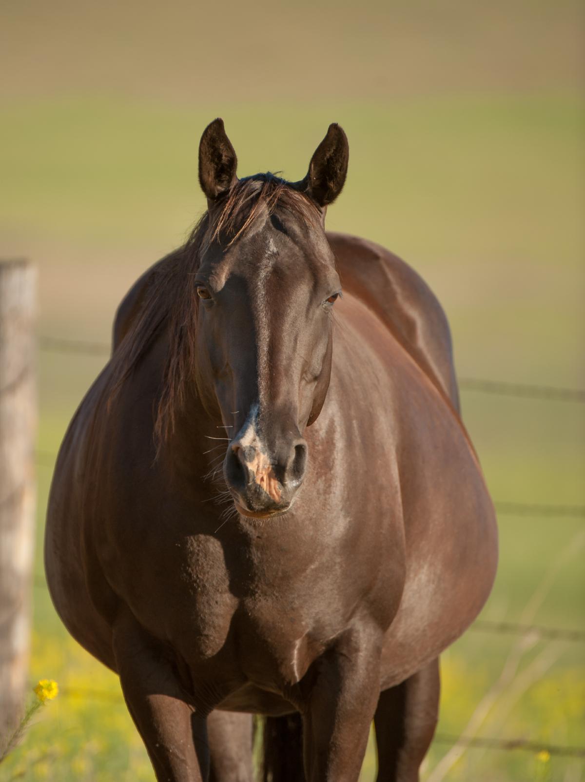 Feeding Pregnant Mares