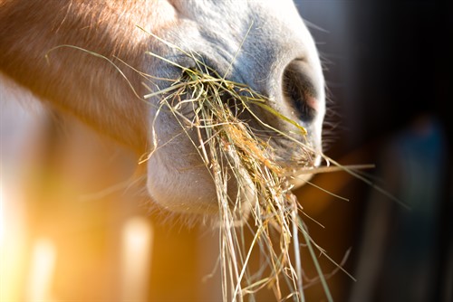 istock-469682806_500x334