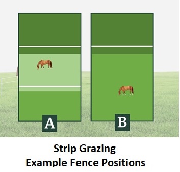 Focus on Forage